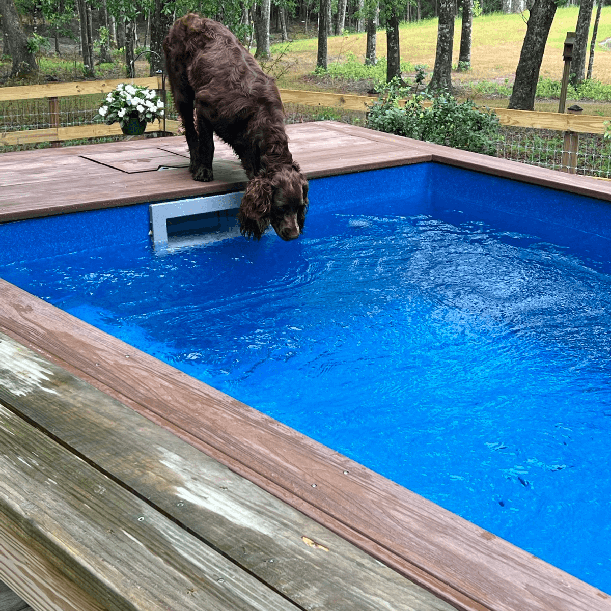 Nellie Plunge Little Pool above ground pool