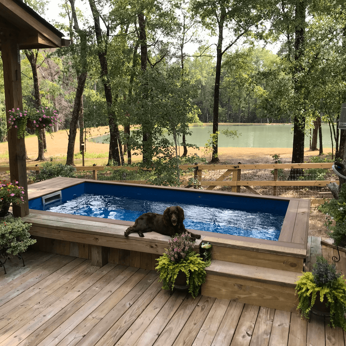 Nellie and her new Little Pool 3.8 Plunge pacific, Ridgeville, SC