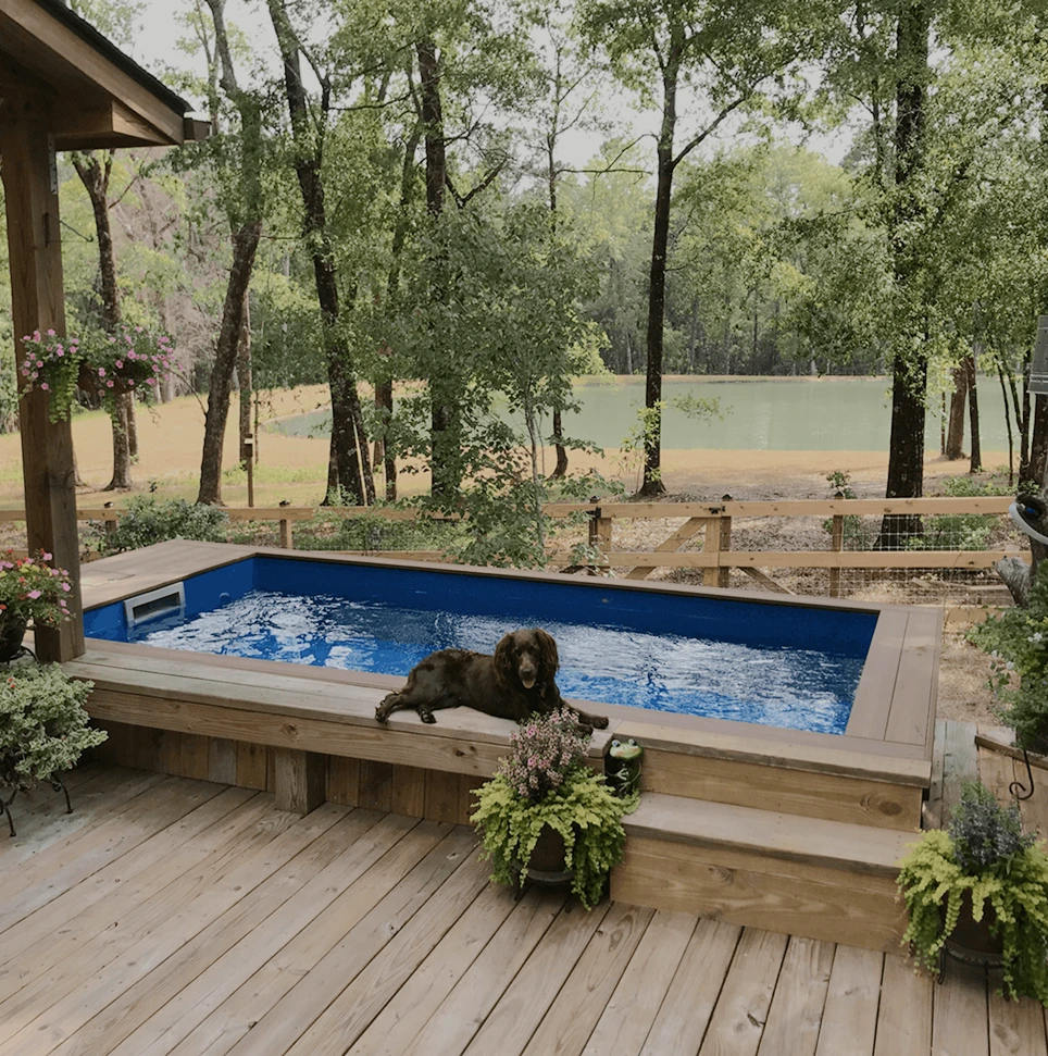 dog in the plunge pool